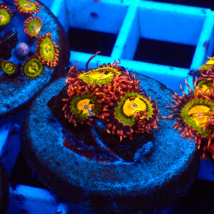 TC Zoanthus Buttkisser