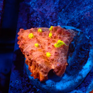 TC Chalice Golden Eye