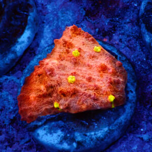 TC Chalice Golden Eye