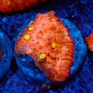 TC Chalice Golden Eye