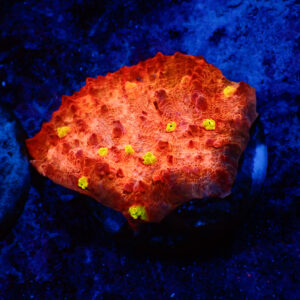 TC Chalice Golden Eye