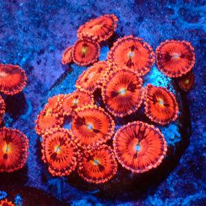 TC Zoanthus Pink Sakura mini colonia