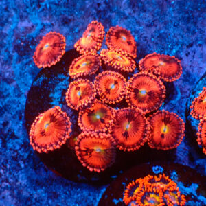 TC Zoanthus Pink Sakura mini colonia