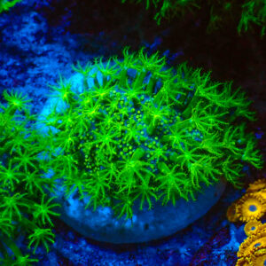 TC Sarcophyton Toxic Green