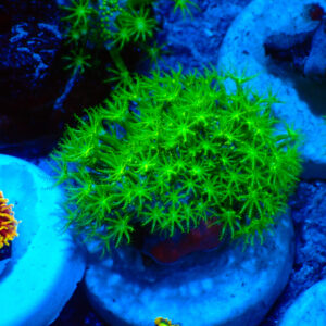 TC Sarcophyton Toxic Green