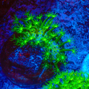 TC Sarcophyton Toxic Green