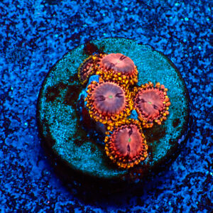 TC Zoanthus Koala Eye