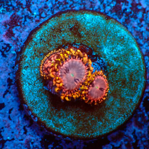 TC Zoanthus Koala Eye