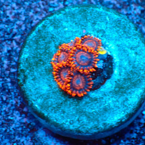 TC Zoanthus Twizzlers