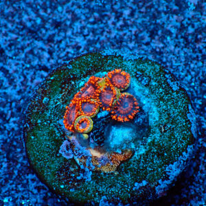 TC Zoanthus Twizzlers