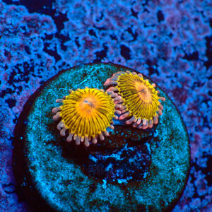 TC Zoanthus Chiquita