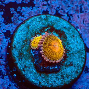 TC Zoanthus Chiquita