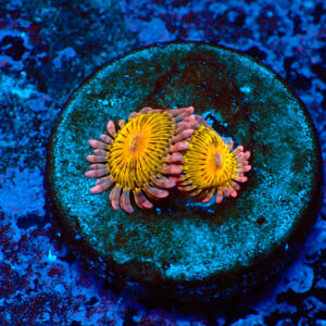 TC Zoanthus Chiquita