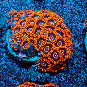 TC Zoanthus Red Hornets colonia