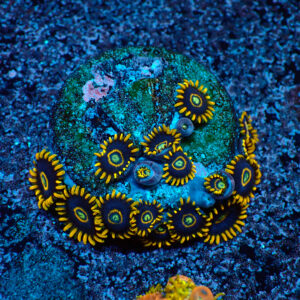 TC Zoanthus Blue Hornets