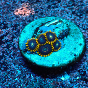 TC Zoanthus Blue Hornet