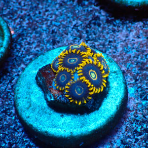 TC Zoanthus Blue Hornets