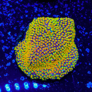 TC Stylocoeniella Looney Tunes mini colonia