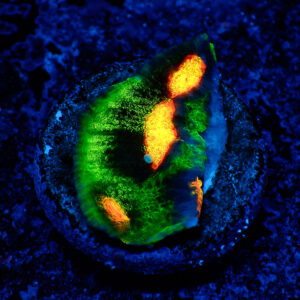 TC Chalice Raja Rampage