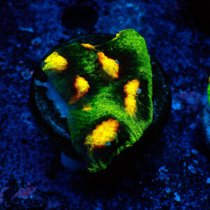 TC Chalice Raja Rampage