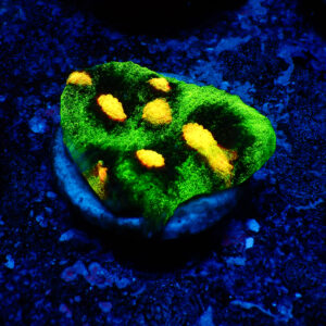 TC Chalice Raja Rampage