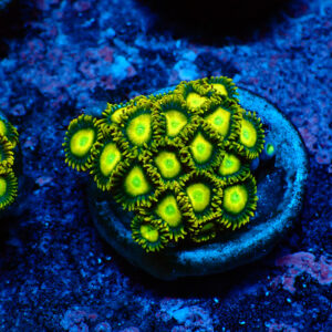 TC Zoanthus Sun Drops