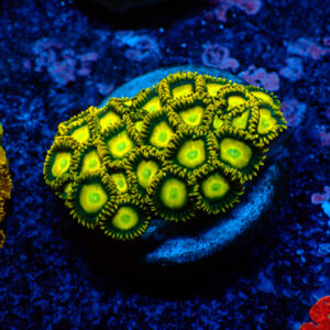 TC Zoanthus Sun Drops