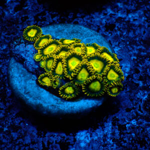 TC Zoanthus Sun Drops