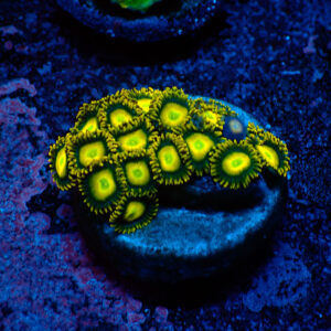 TC Zoanthus Sun Drops