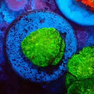 TC Blastomussa wellsi The Swamp Thing