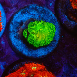 TC Blastomussa wellsi The Swamp Thing