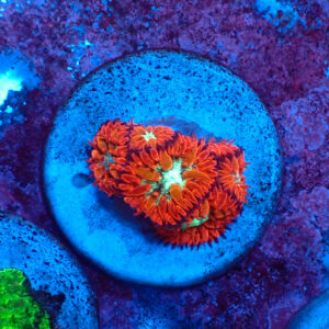 TC Blastomussa merletti Ultron