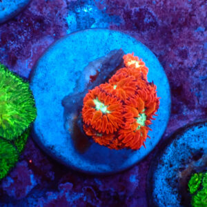 TC Blastomussa Merletti Ultron