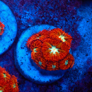 TC Blastomussa merletti Ultron