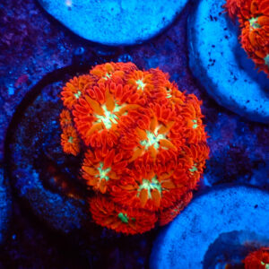 TC Blastomussa merletti Ultron mini colonia