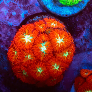 TC Blastomussa merletti Ultron mini colonia