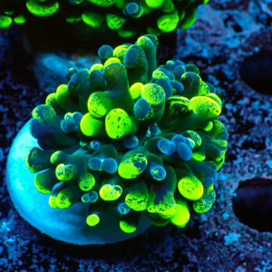 TC Euphyllia parancora Blotchy