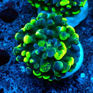 TC Euphyllia parancora Blotchy
