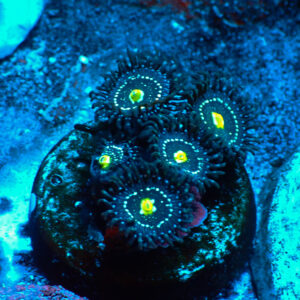 TC Zoanthus Blue Lagoon