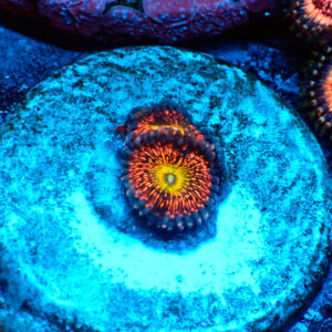 TC Zoanthus Krakatoa God