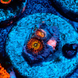 TC Zoanthus Krakatoa God