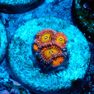 TC Zoanthus Krakatoa God