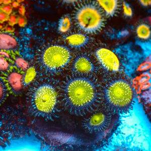 TC Zoanthus Green Apple Smith mini colonia