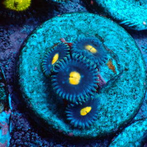 TC Zoanthus Blue Walter