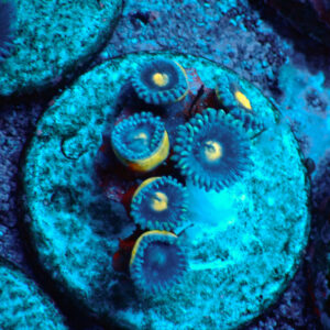 TC Zoanthus Blue Walter