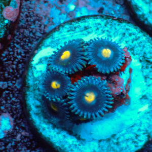 TC Zoanthus Blue Walter