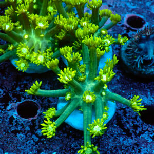 TC Goniopora Green Forest