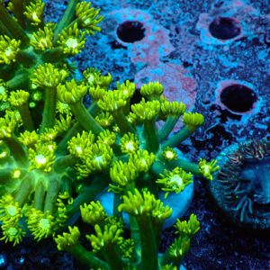 TC Goniopora Green Forest