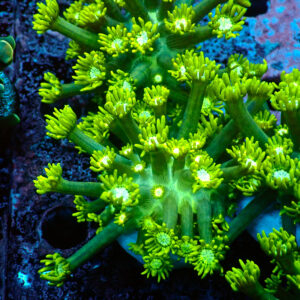 TC Goniopora Green Forest