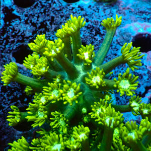 TC Goniopora Green Forest